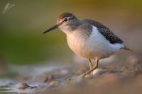 Pisik obecny - Actitis hypoleucos - Common Sandpiper 2631